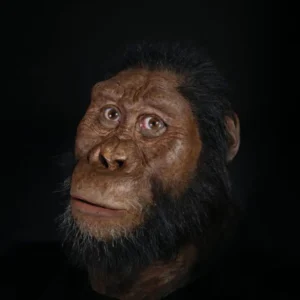 3.8-Million-Year-Old Human Ancestor Skull